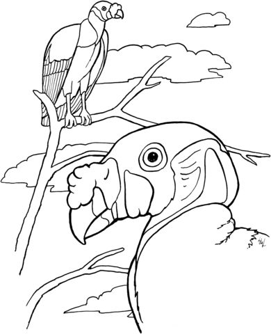 King Vultures Coloring Page